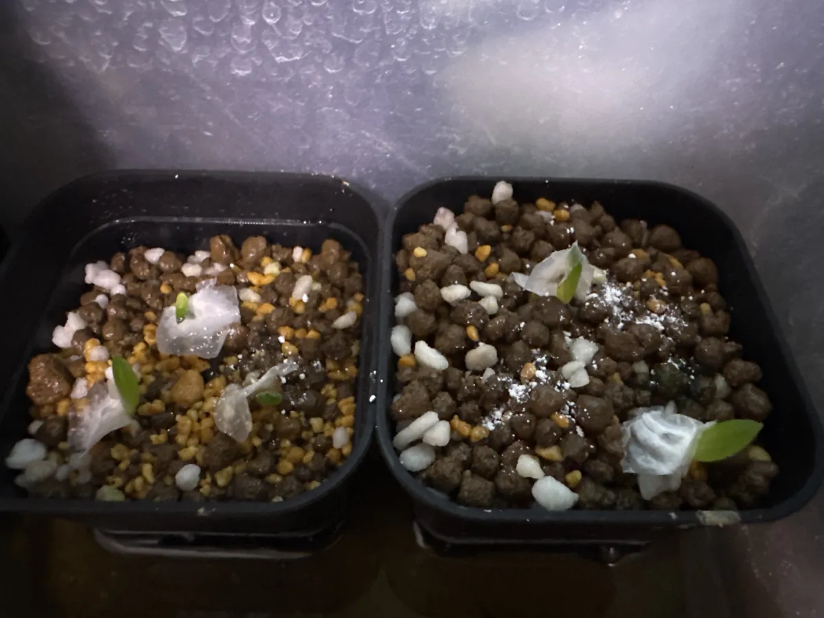 Aloe variegata Chiyoda Nishiki (アロエ 千代田錦)