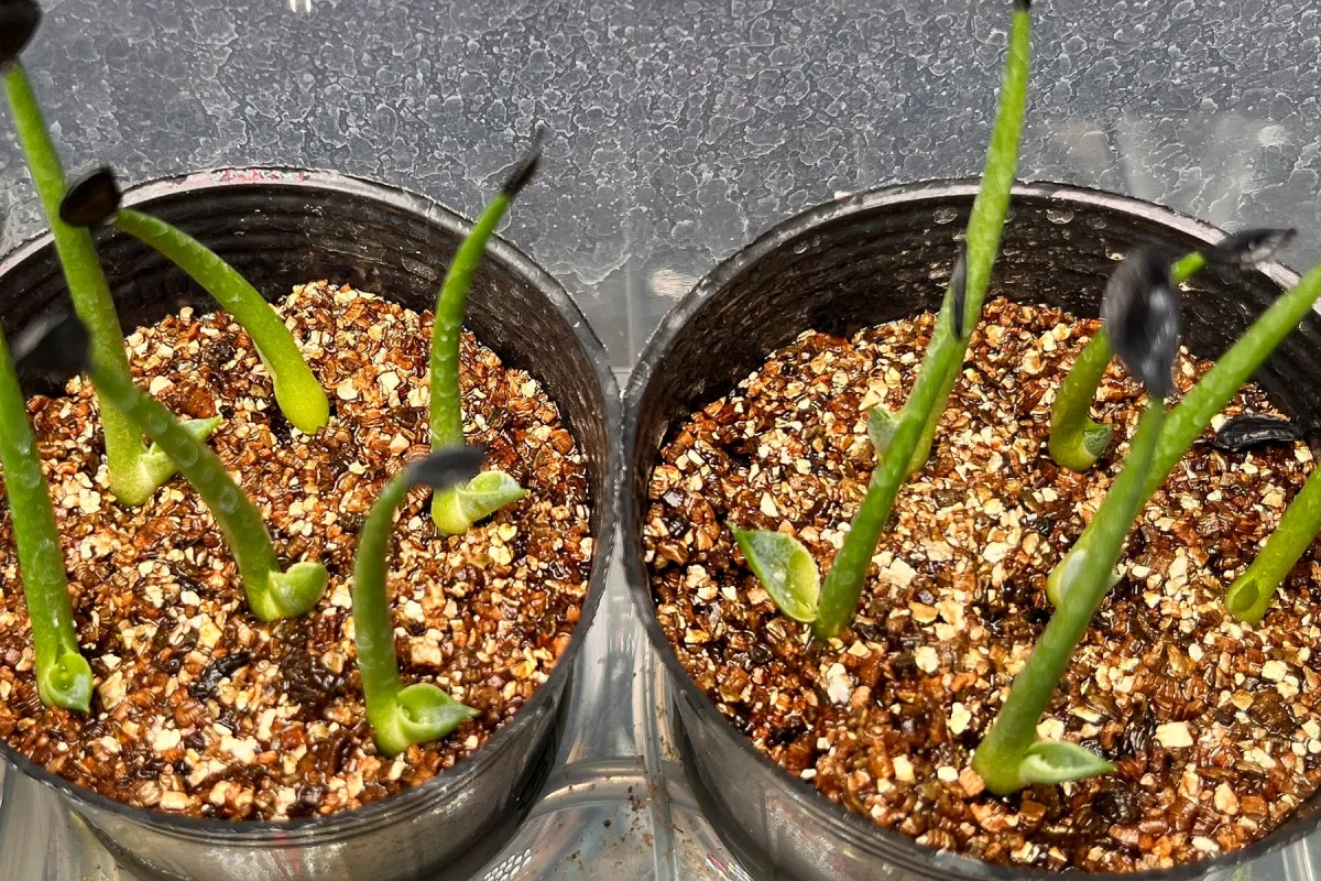 Agave parryi x flexispina (アガベ パリー x フレキシスピナ)