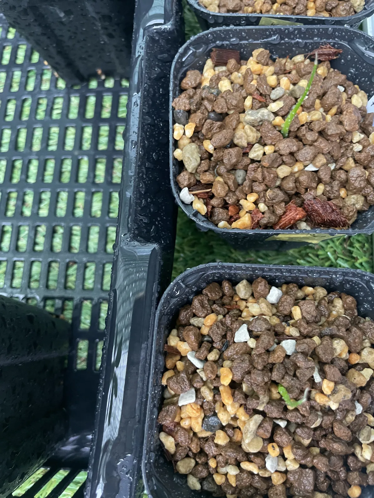 Agave utahensis var. eborispina 'Vegas' (アガベ エボリスピナ ヴェガス)