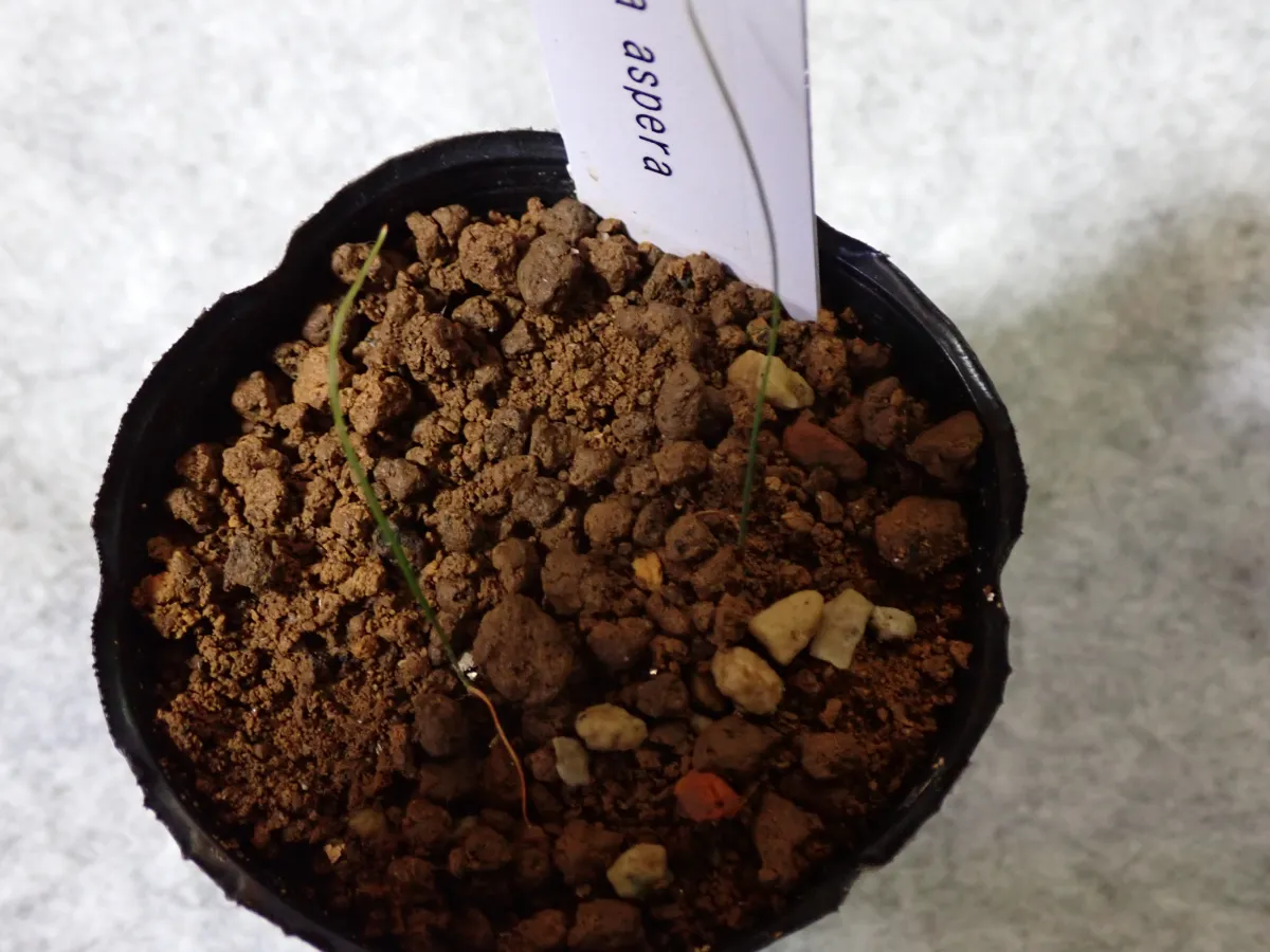 Geissorhiza aspera (ゲイソリザ アスペラ)