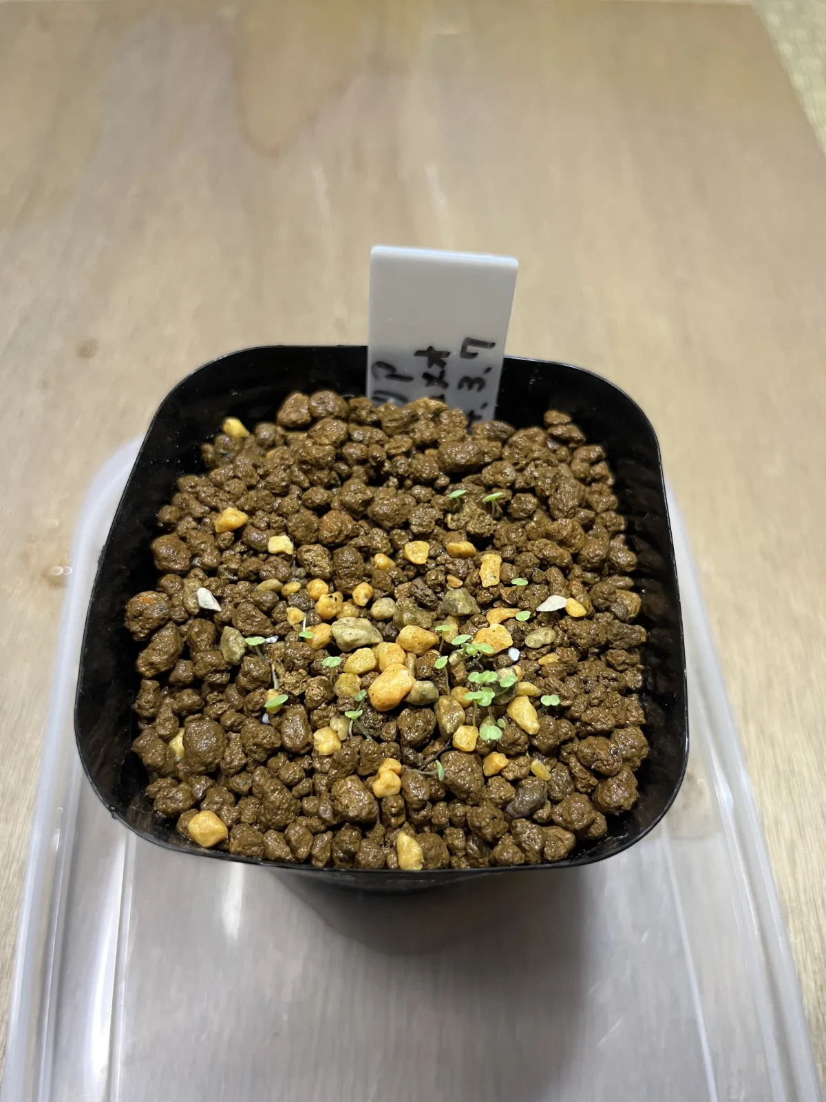 Echeveria agavoides 'Romeo' (エケベリア アガボイデス ロメオ)