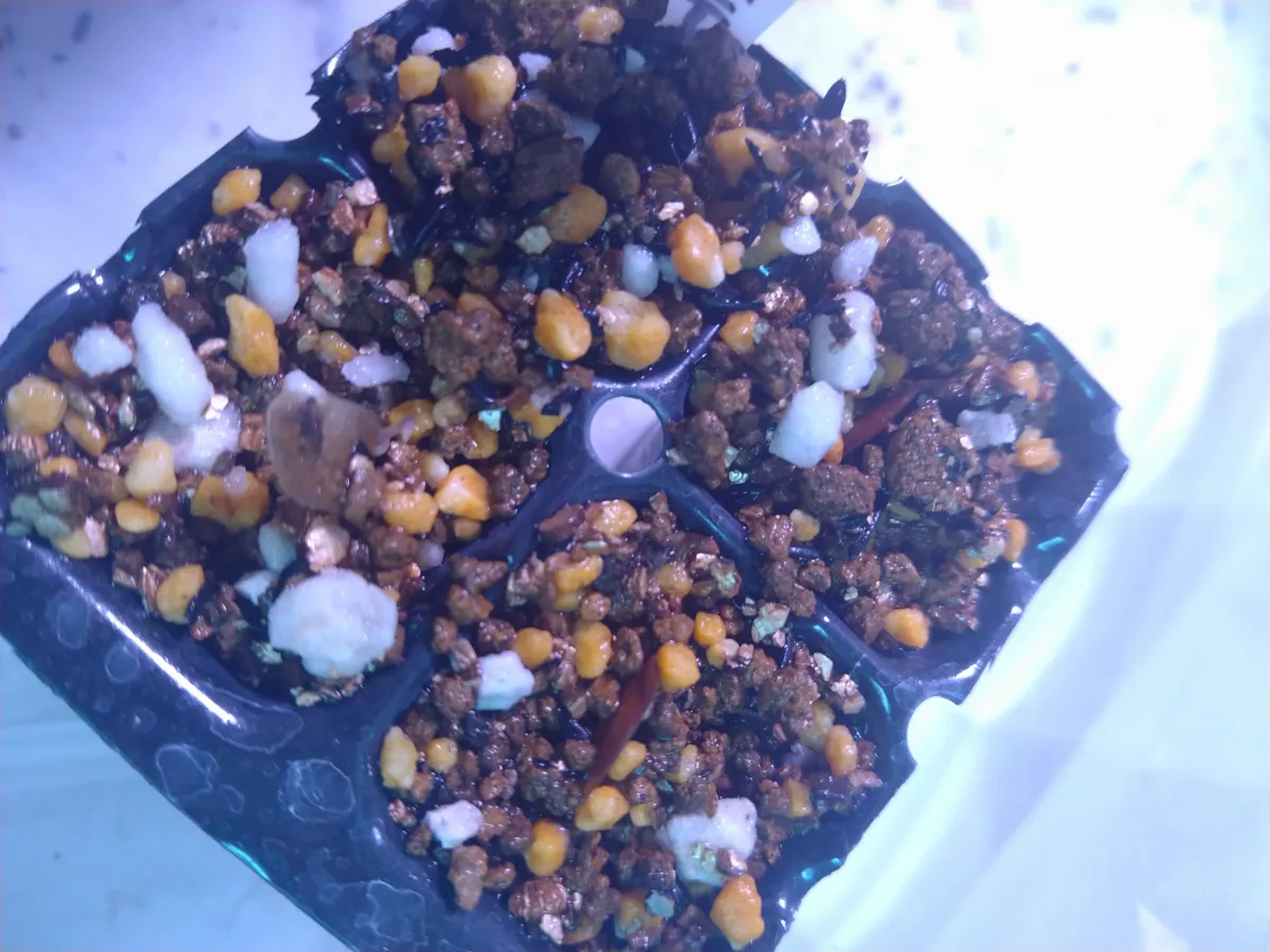 Dioscorea sylvatica (ディオスコレア シルバティカ)