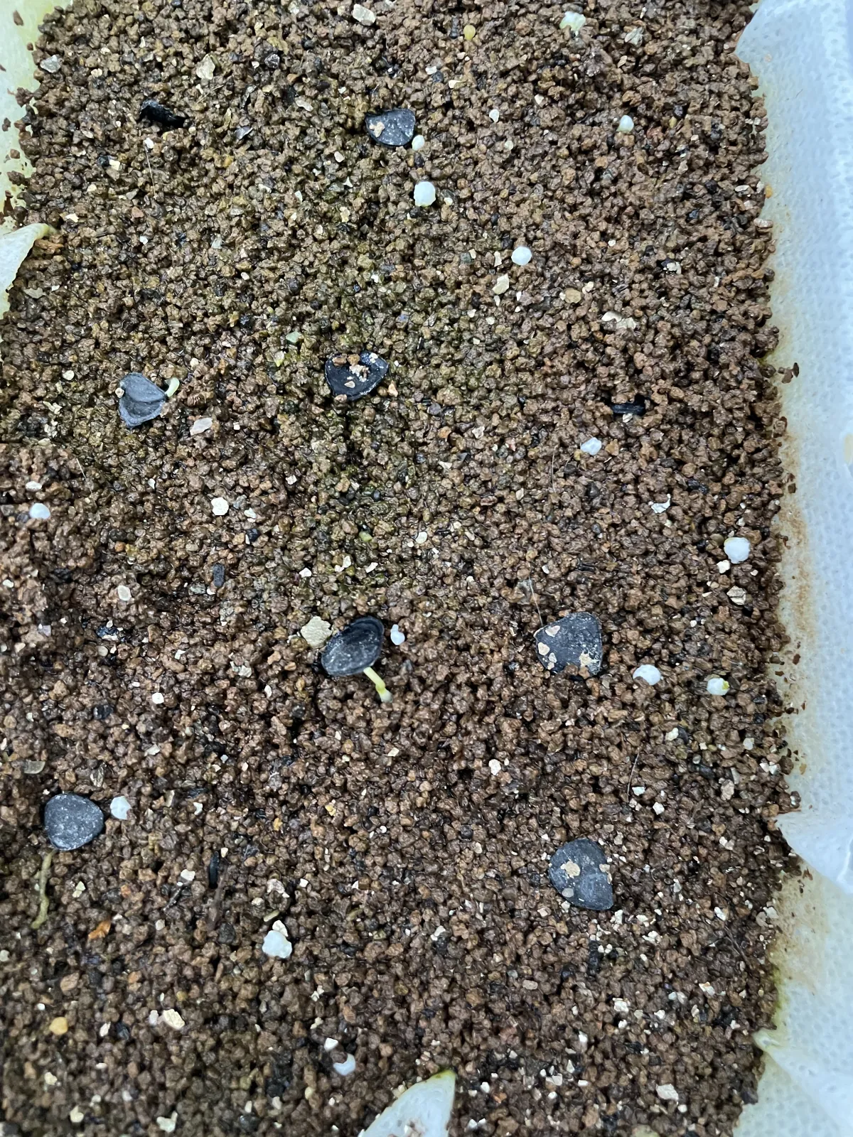 Yucca whipplei (ユッカ ウィップレイ)