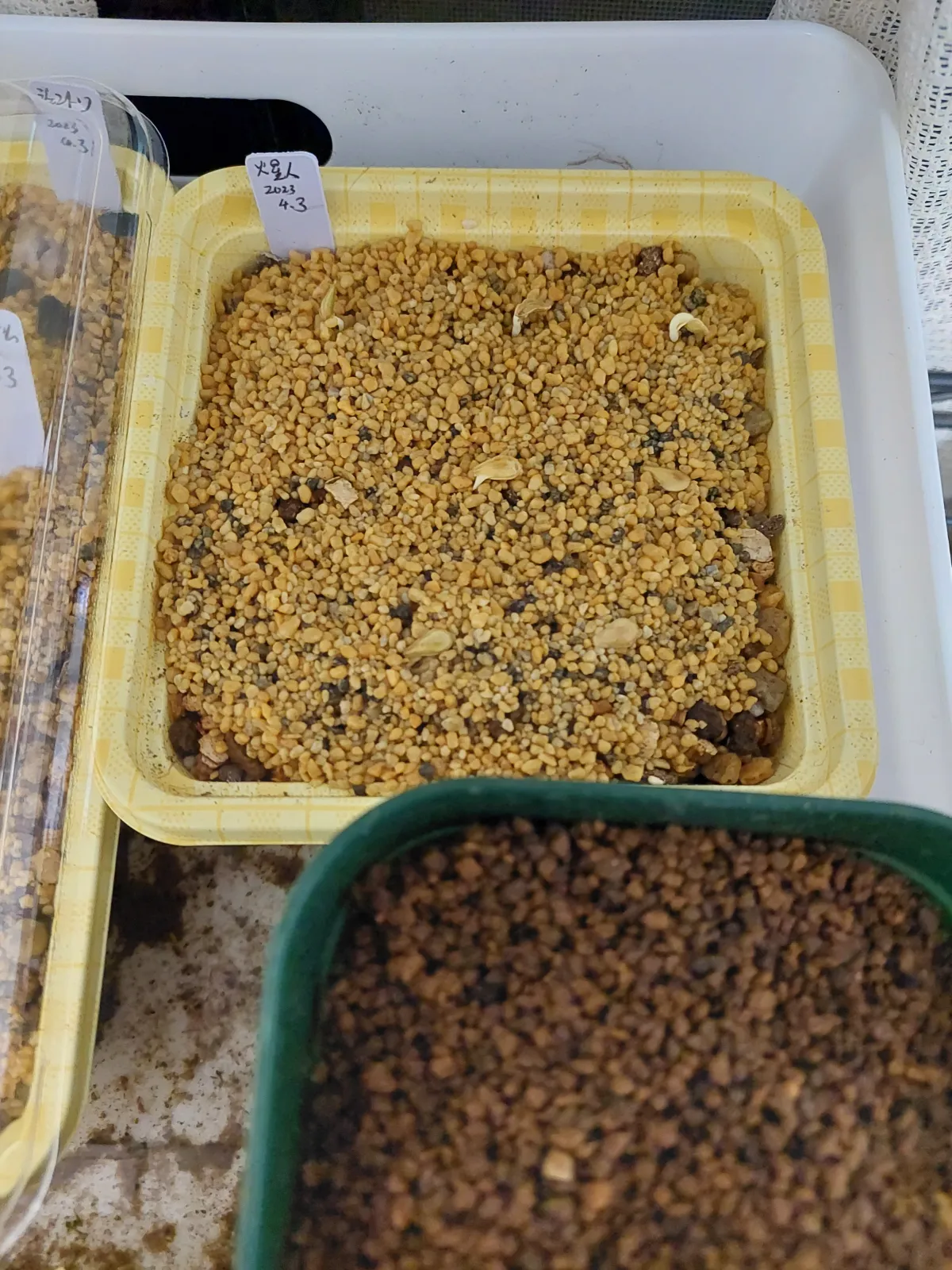 Fockea edulis (フォッケア 火星人)