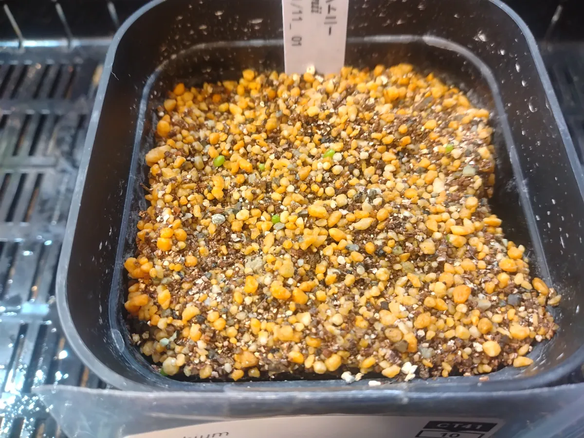 Aztekium hintonii (アズテキウム ヒントニー)