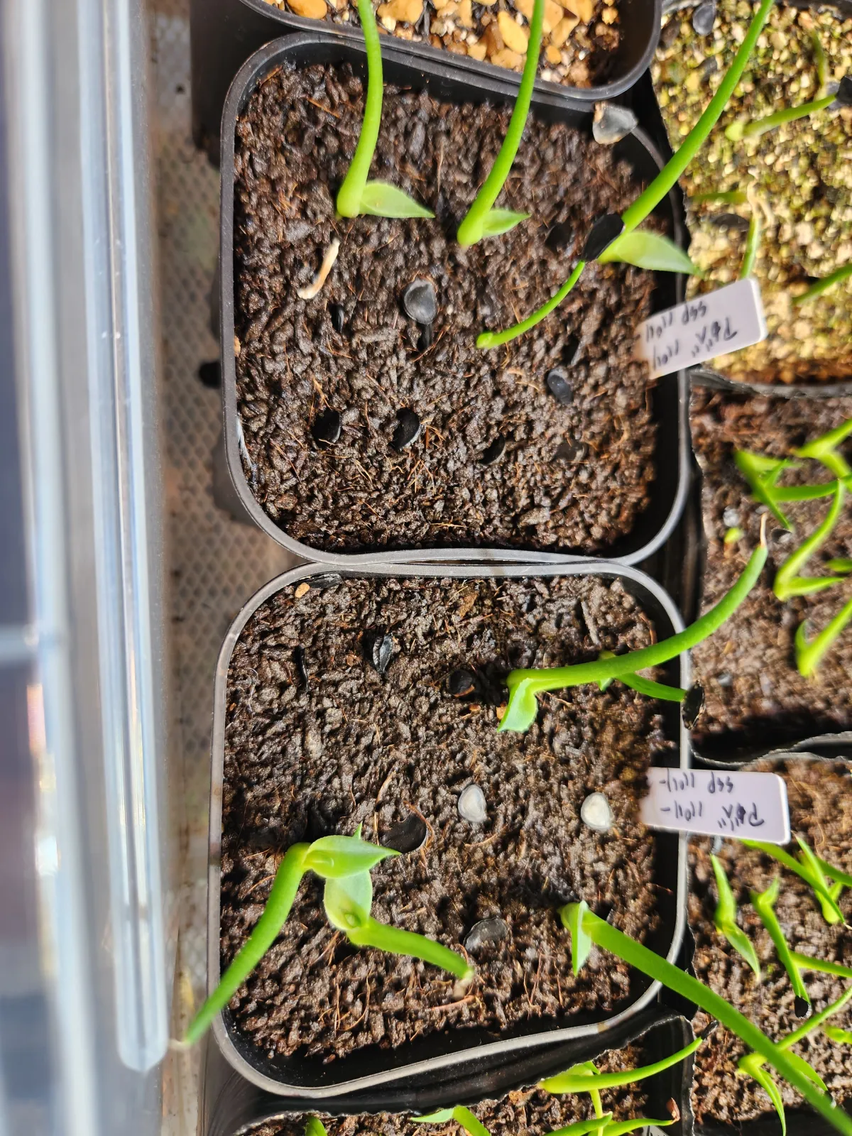 Agave parryi subsp. parryi (アガベ パリー)