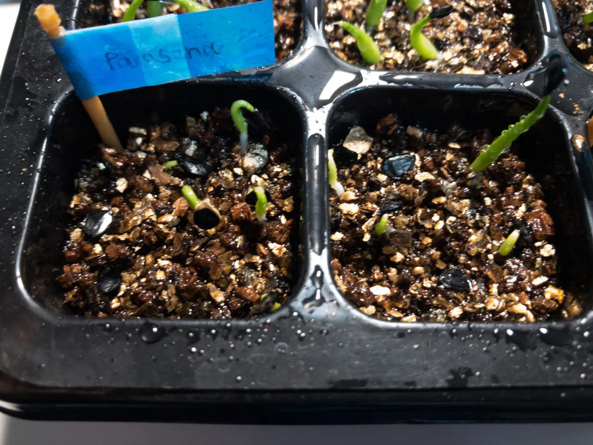 Agave parrasana (アガベ パラサナ)