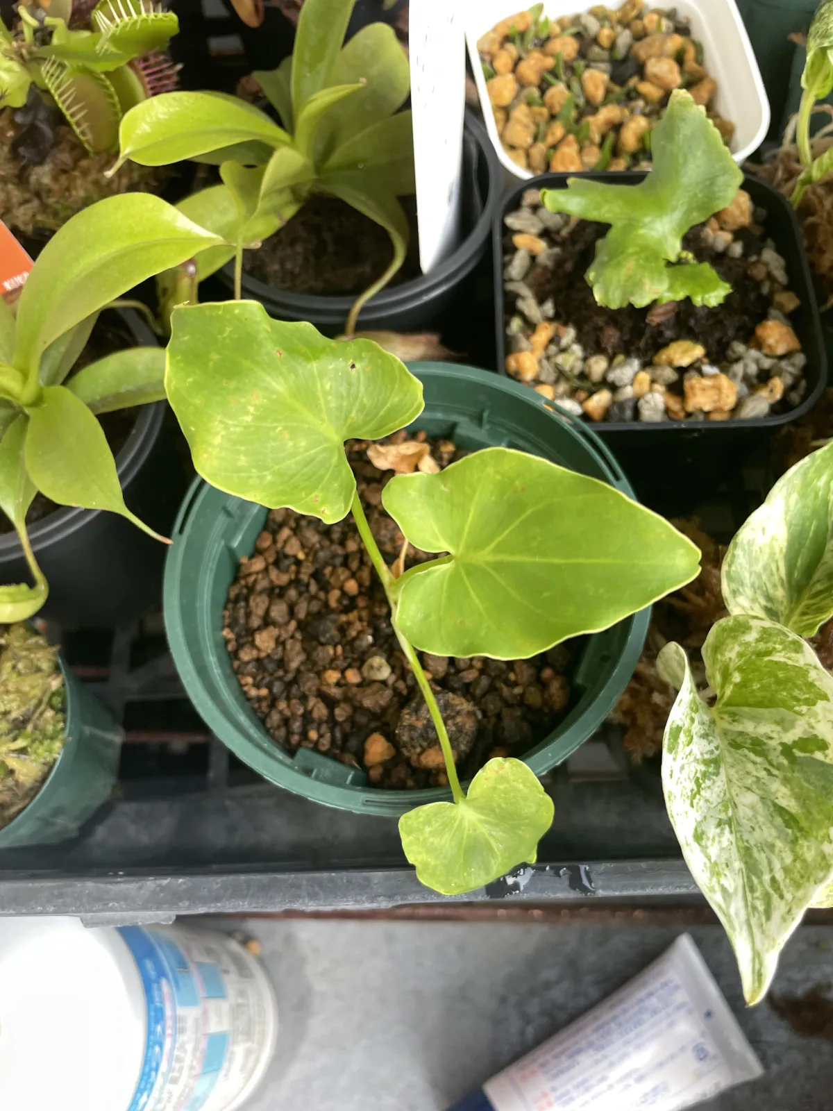 Philodendron bipinnatifidum (フィロデンドロン ビピンナティフィダム)