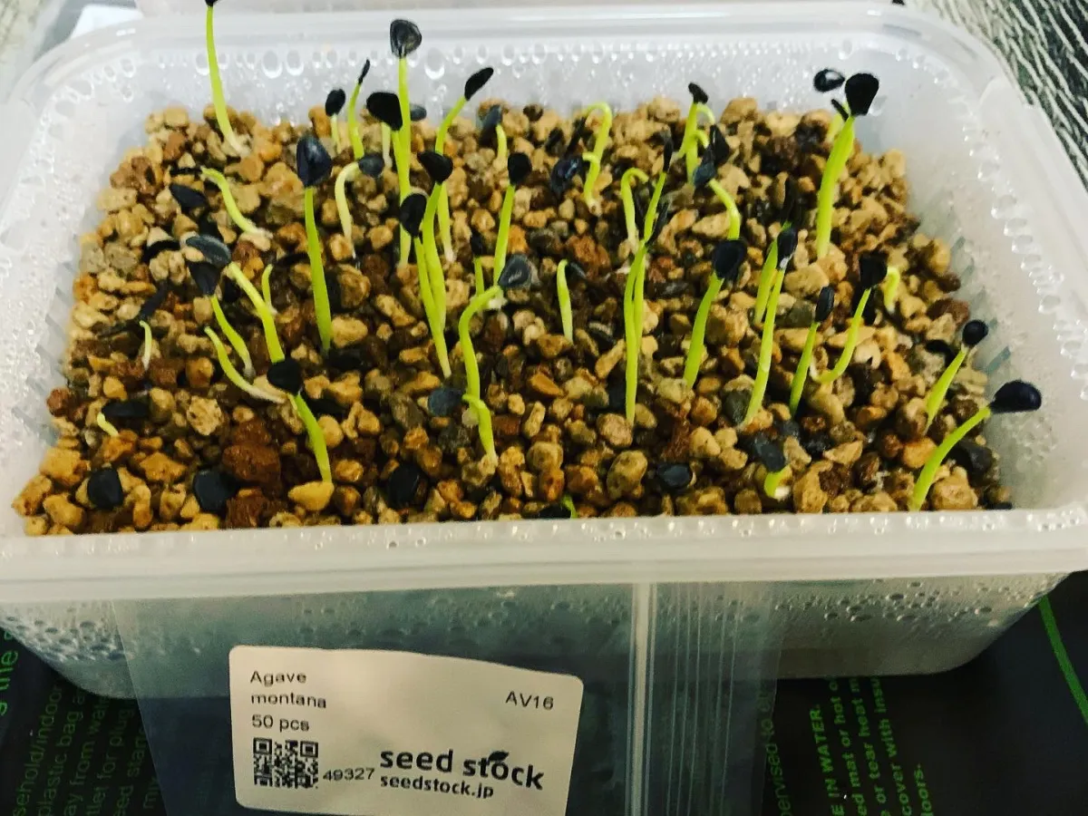 Agave montana (アガベ モンタナ)