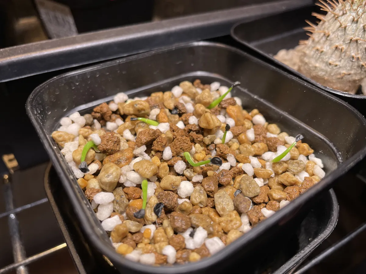 Agave bracteosa (アガベ ブラクテオーサ)