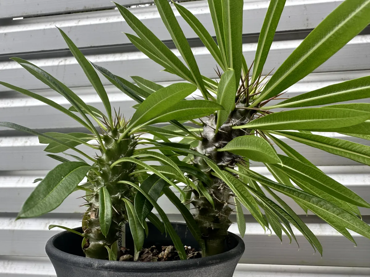 Pachypodium lamerei (パキポディウム ラメレイ 夢叶棒)