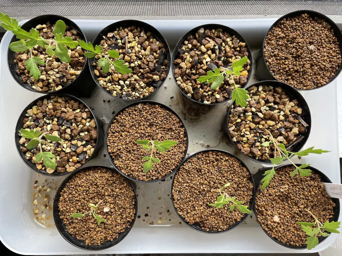 Pachycormus discolor (パキコルムス ディスカラー)