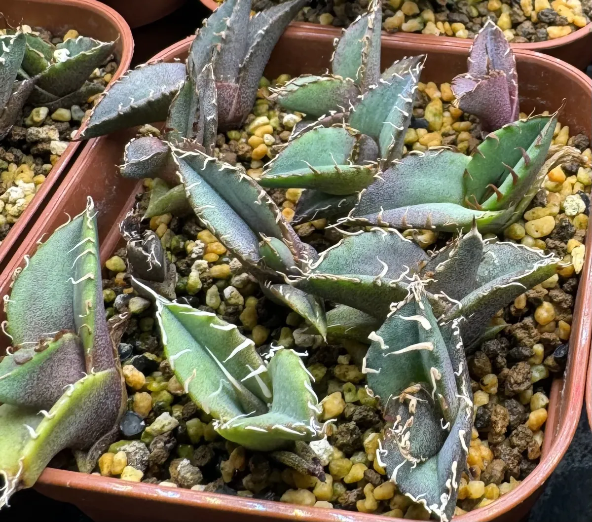 Agave oteroi (アガベ オテロイ)