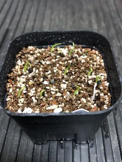 Agave utahensis ssp. utahensis 'Compacta' (アガベ ユタエンシスコンパクタ)