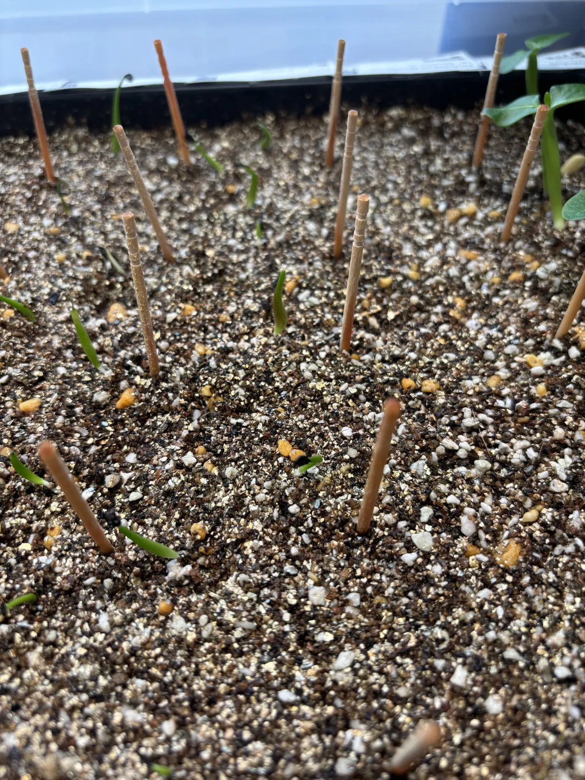 Agave oteroi (アガベ オテロイ)