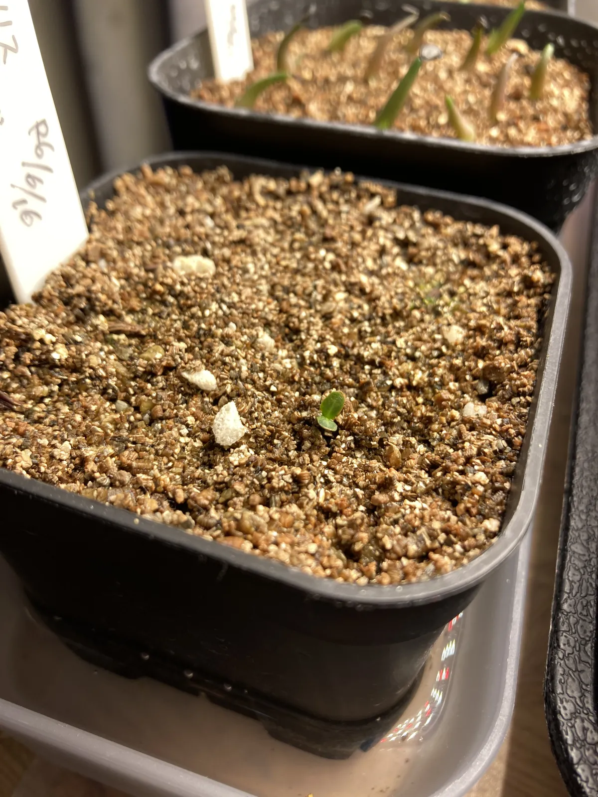 [無料種子] 発芽難 パキポディウム グラキリス　 Pachypodium rosulatum var. gracilius