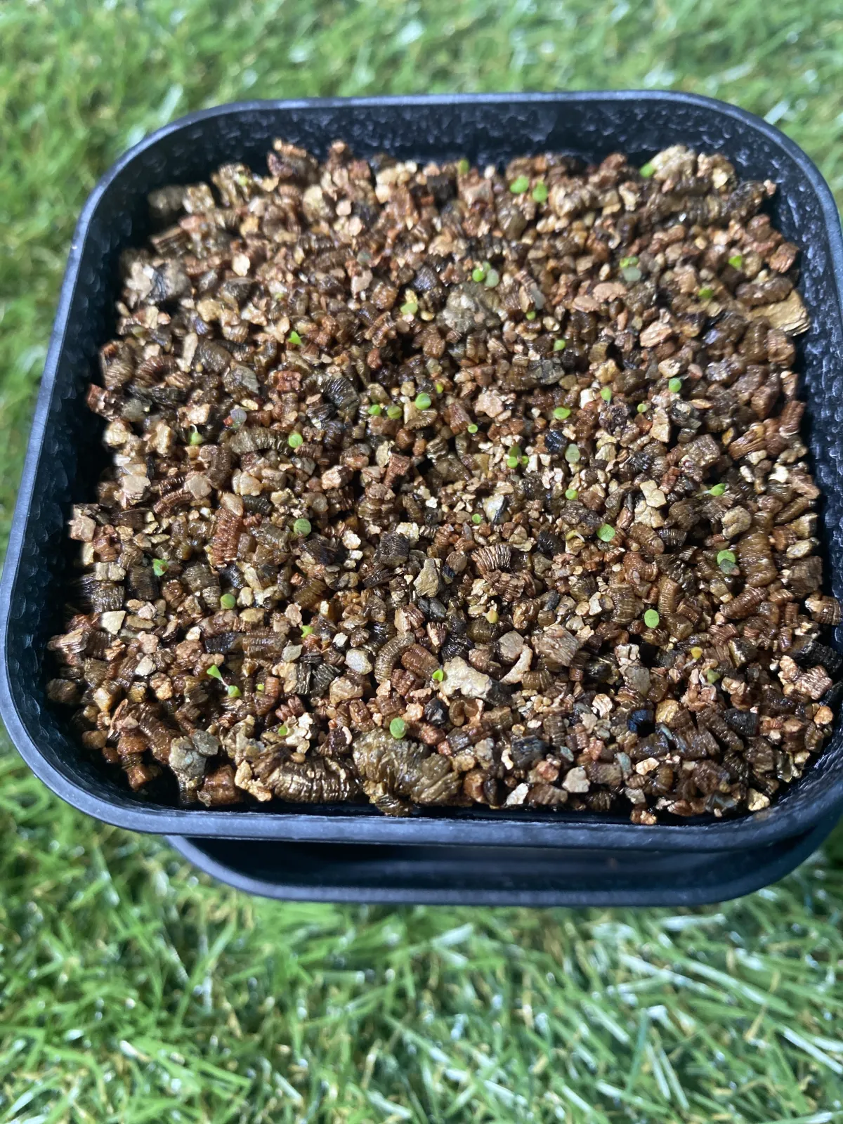 Lithops Mix (リトープス ミックス)