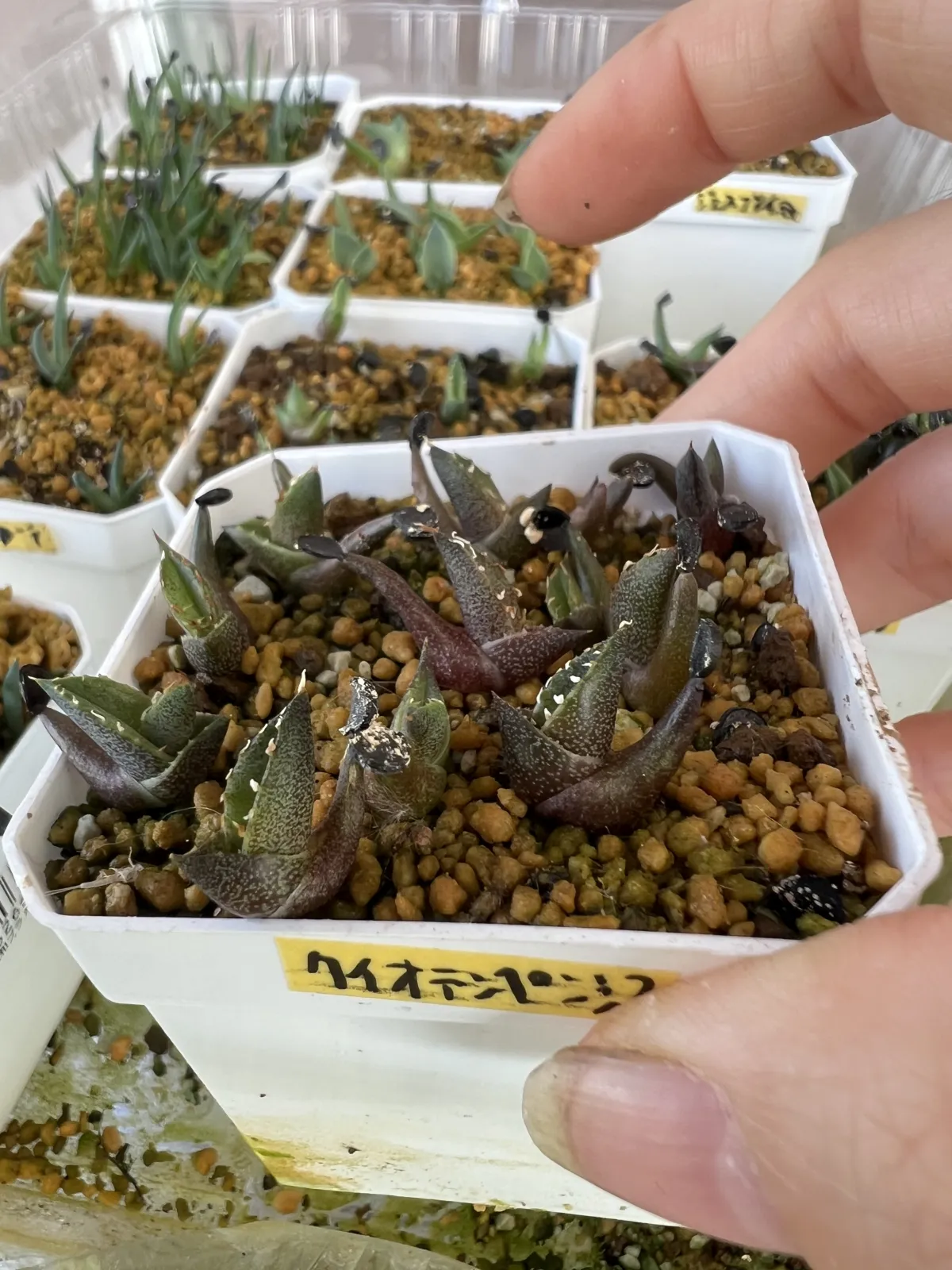 Agave quiotepecensis (アガベ クイオテペセンシス)