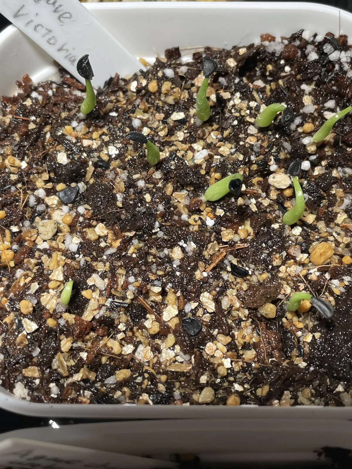 Agave victoriae-reginae (アガベ ビクトリアレジーナエ 笹の雪)