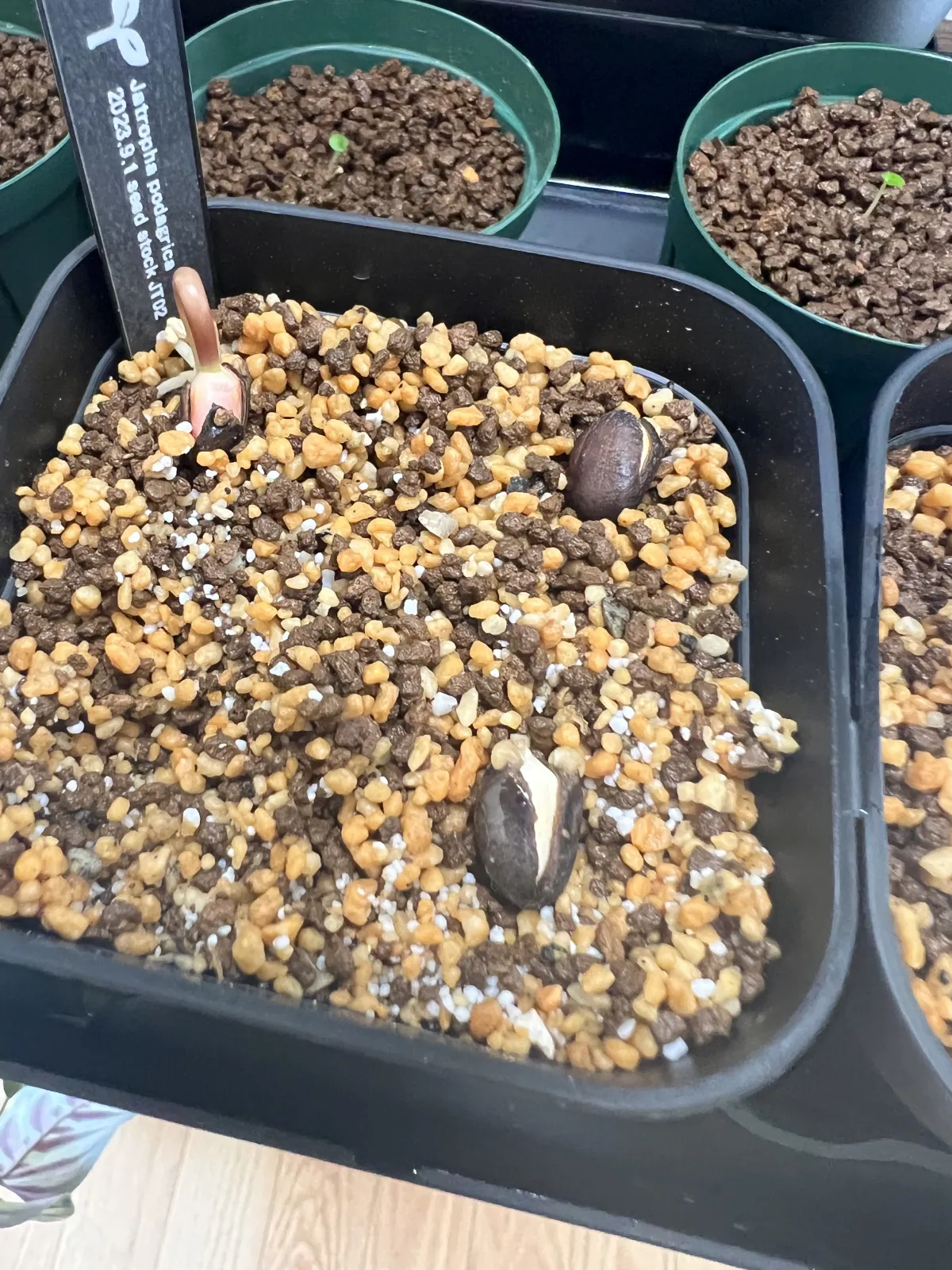 Jatropha podagrica (ヤトロファ ポダグリカ)