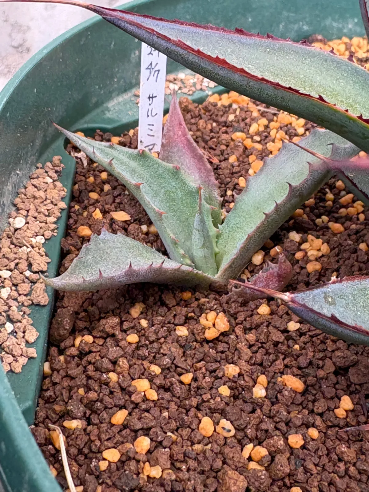 Agave salmiana subsp. salmiana (アガベ サルミアナ)