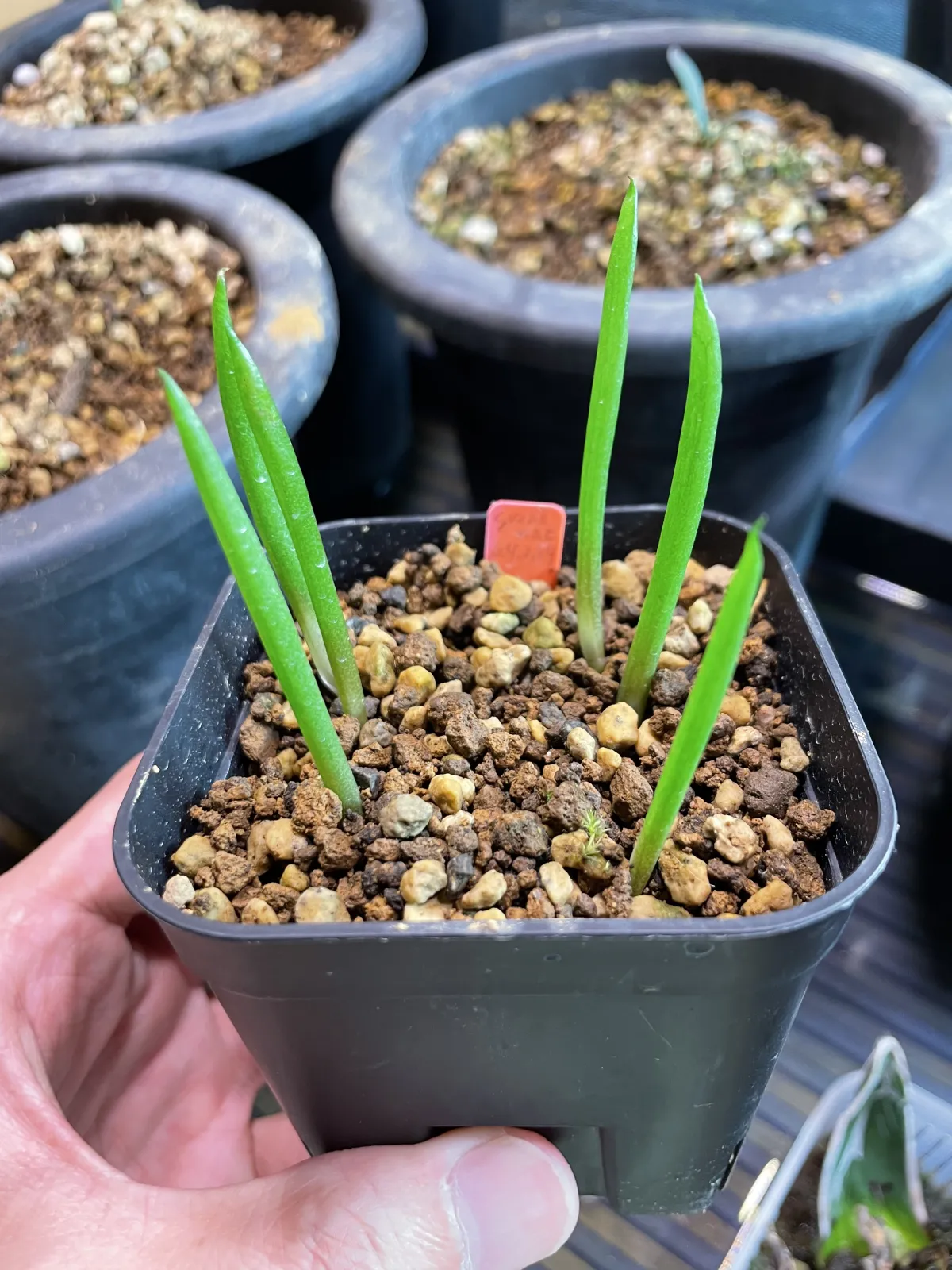 Aloe suzannae (アロエ スザンナエ)