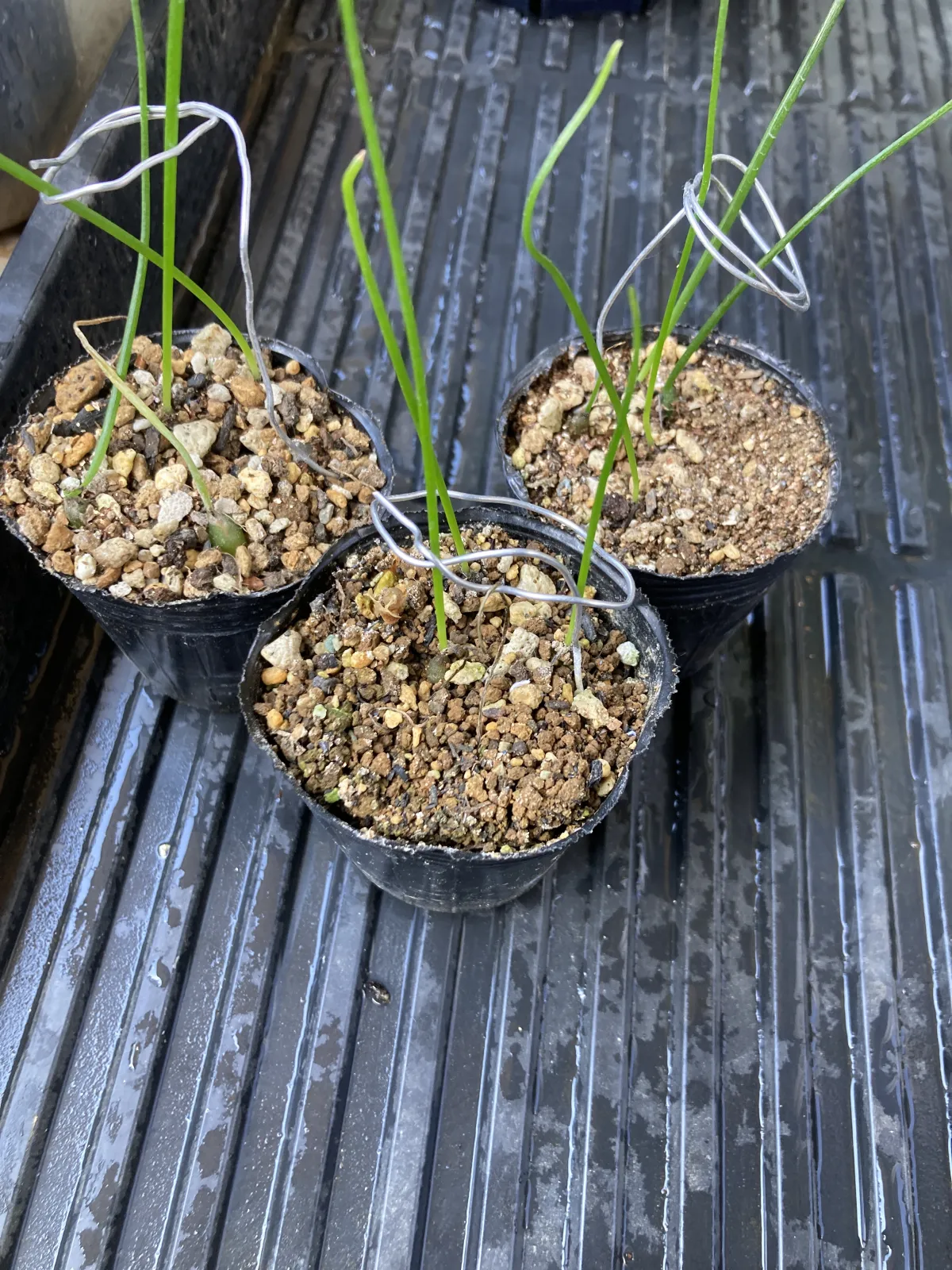 Bowiea volubilis (ボウィエア ボルビリス 蒼角殿)