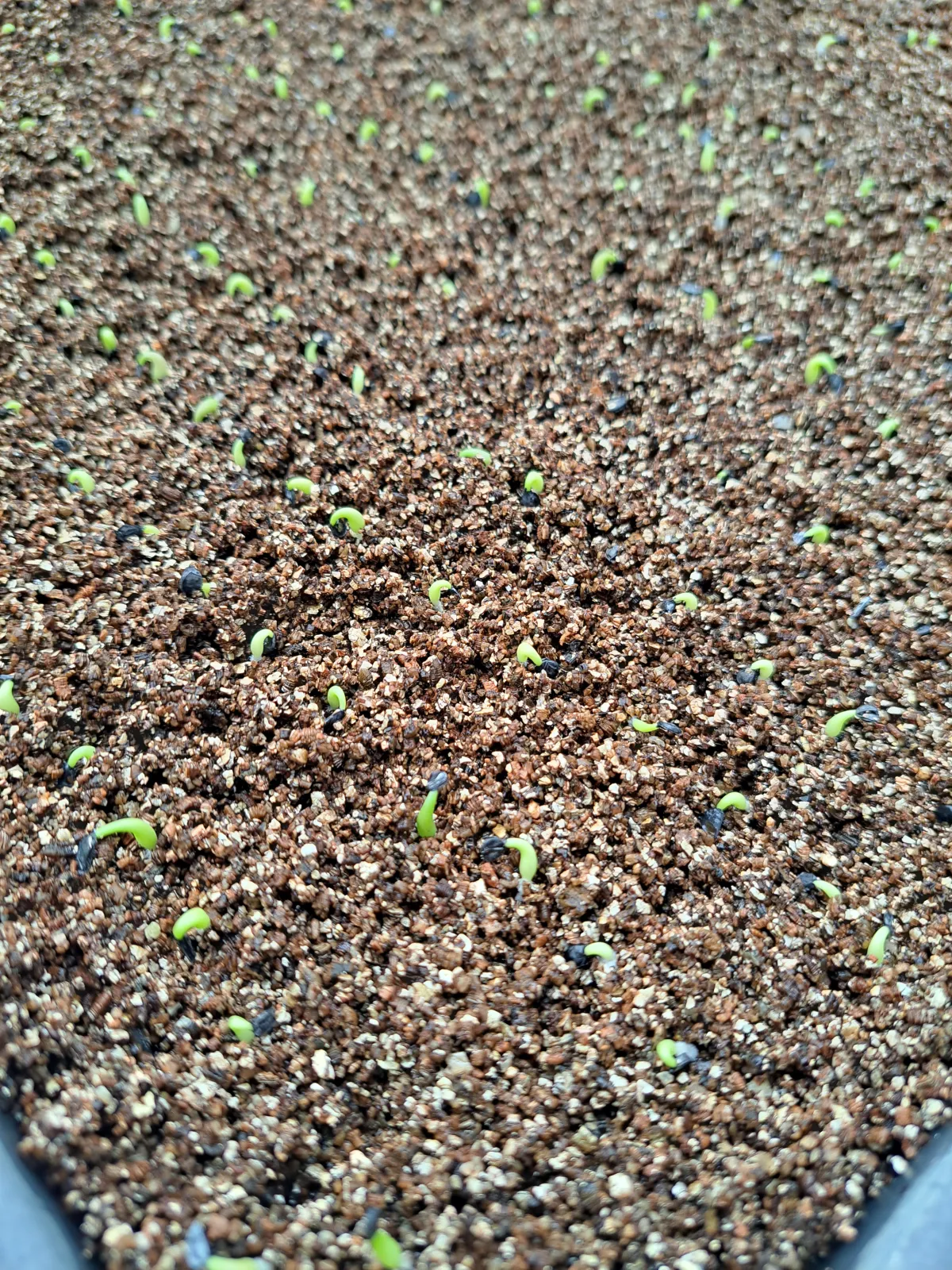 Agave oteroi (アガベ オテロイ)