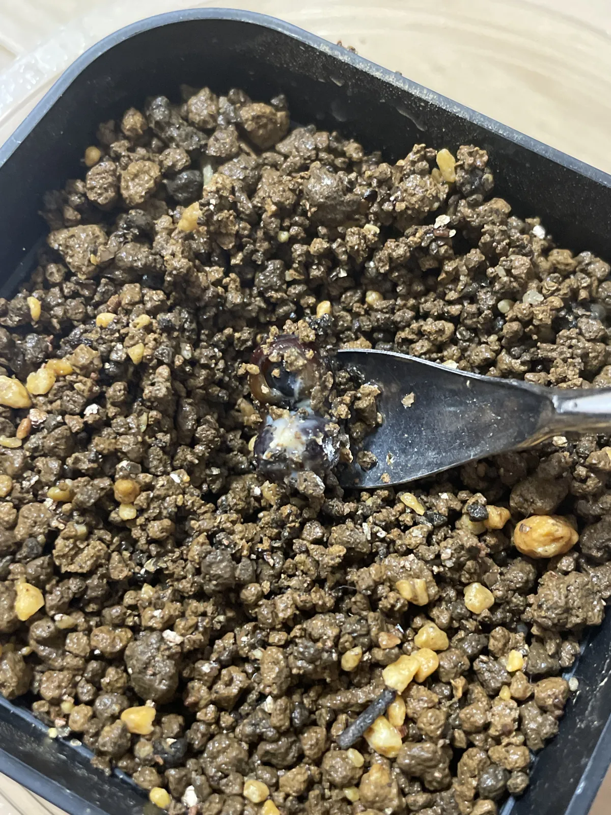 Adansonia gregorii (アダンソニア（バオバブ）グレゴリー)