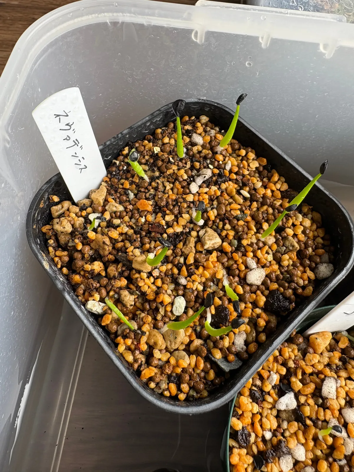 Agave utahensis var. nevadensis (アガベ ユタエンシス ネヴァデンシス)