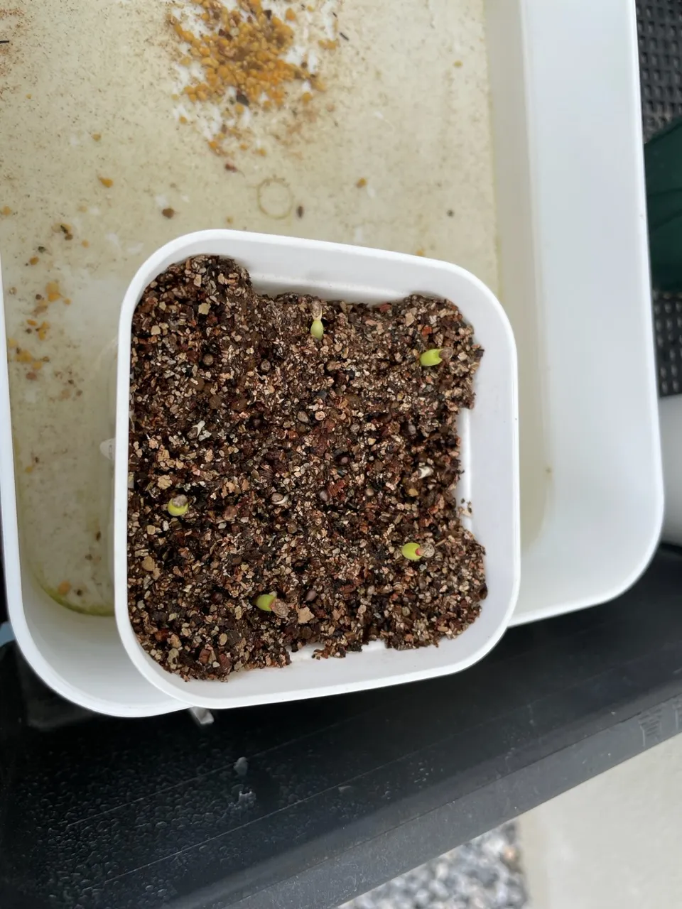 Euphorbia polygona (ユーフォルビア ポリゴナ)