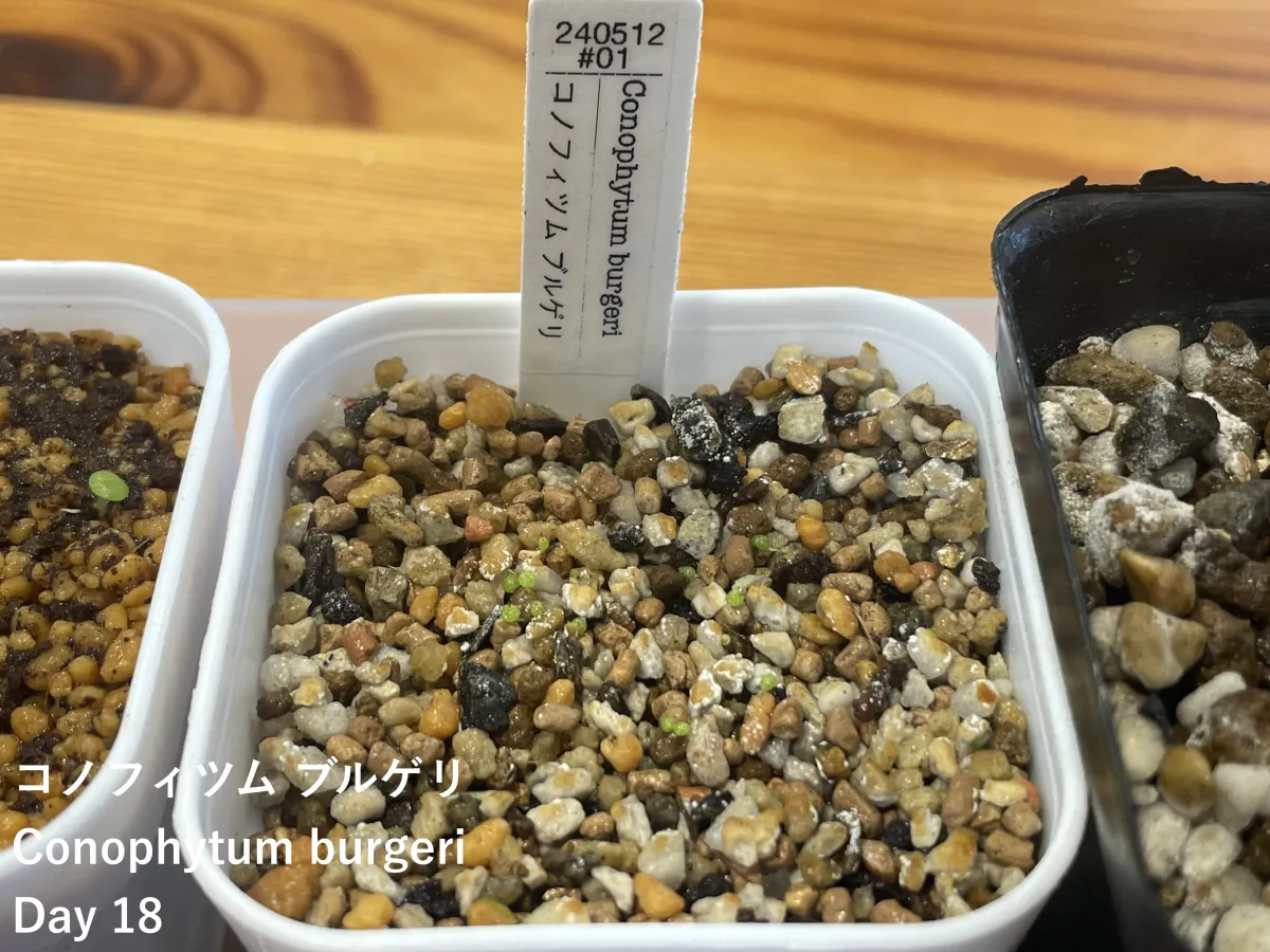 Conophytum burgeri (コノフィツム ブルゲリ)