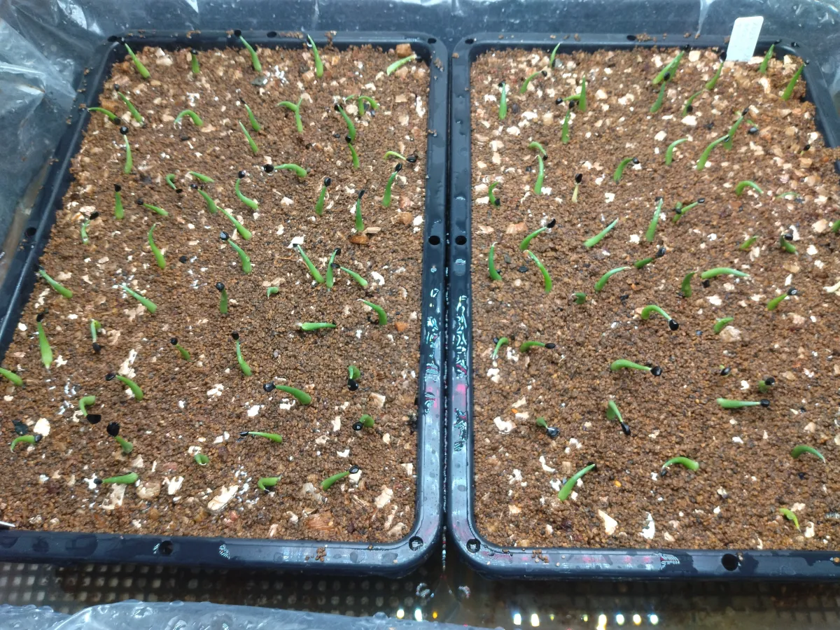 Agave utahensis ssp. utahensis 'Compacta' (アガベ ユタエンシスコンパクタ)