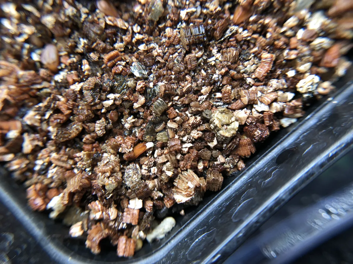 Pachypodium baronii (パキポディウム バロニー)