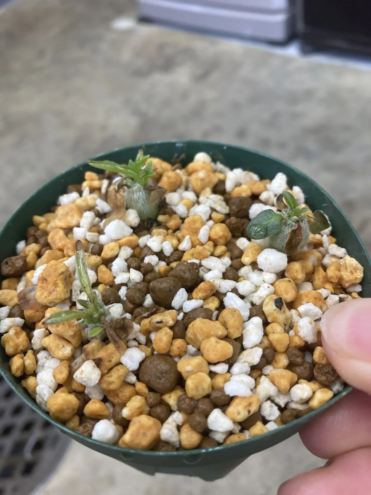 Pachypodium enigmaticum (パキポディウム エニグマチカム)