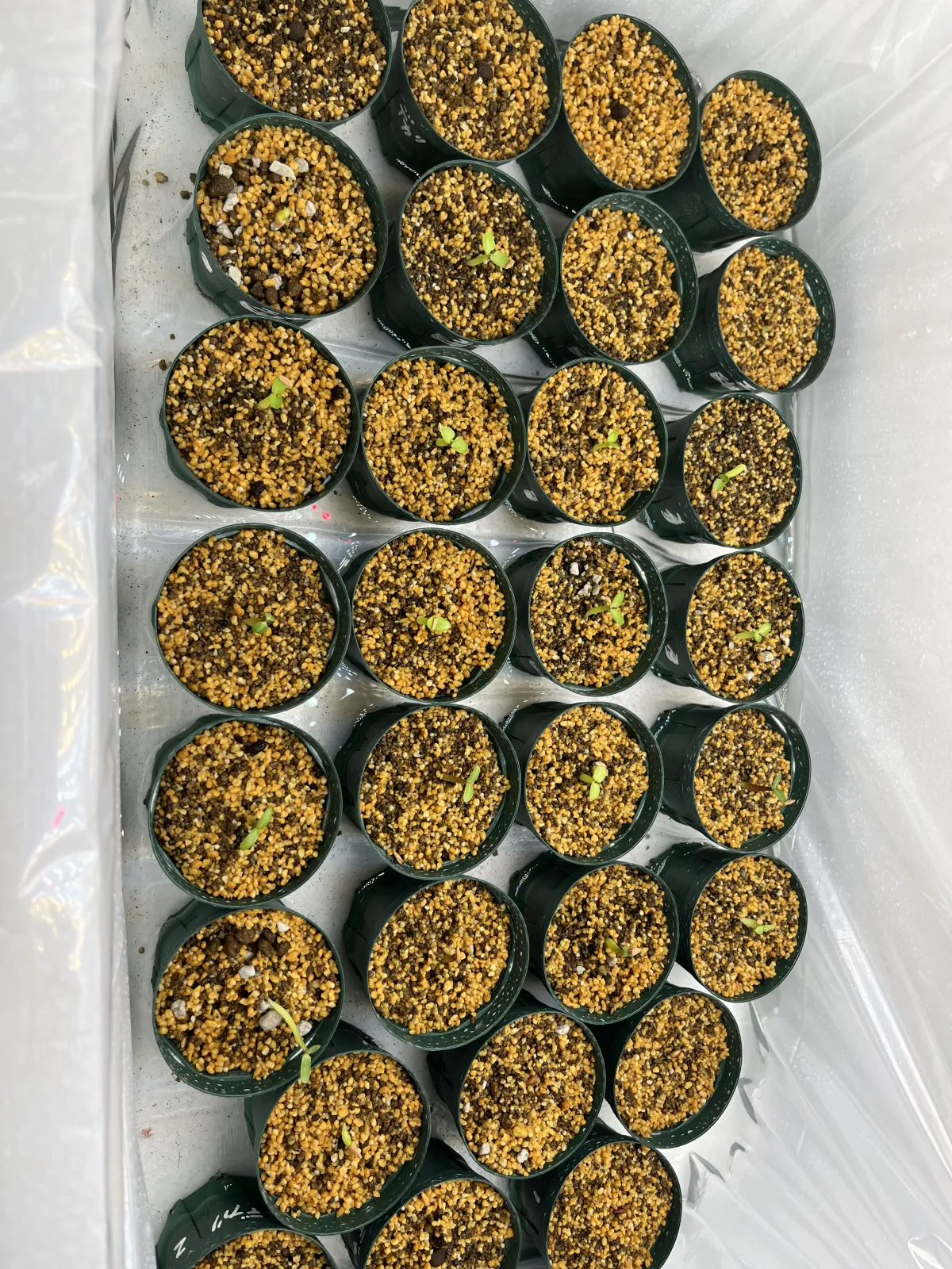 Pachypodium rosulatum var. gracilius (パキポディウム グラキリス)