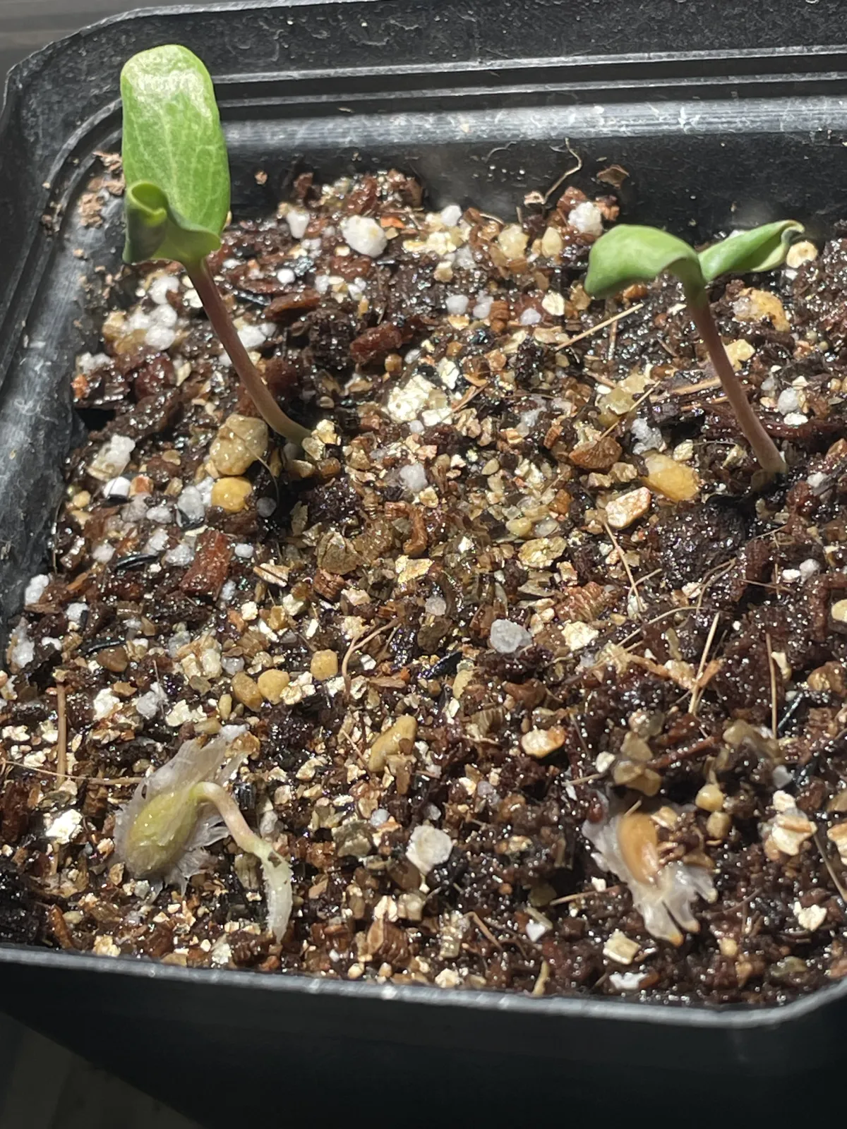 Fouquieria formosa (フォークイエリア フォルモサ)