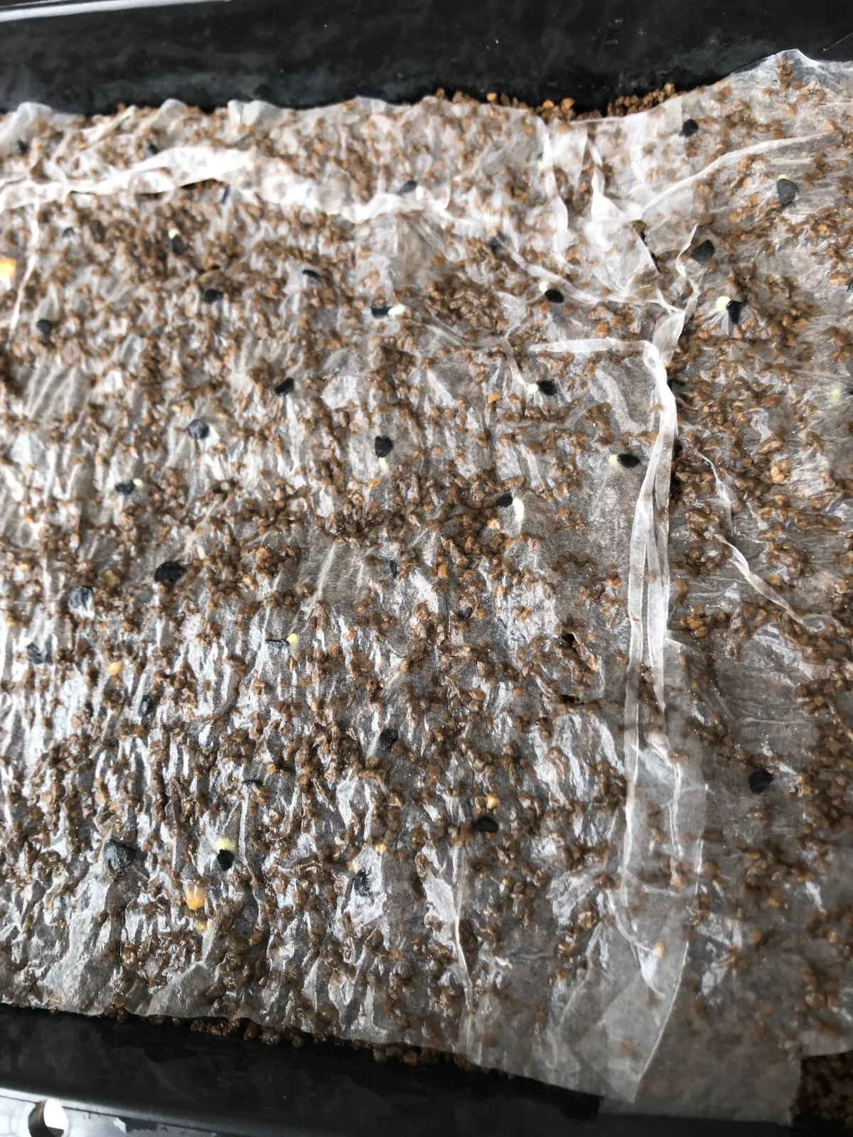 Agave oteroi (アガベ オテロイ)