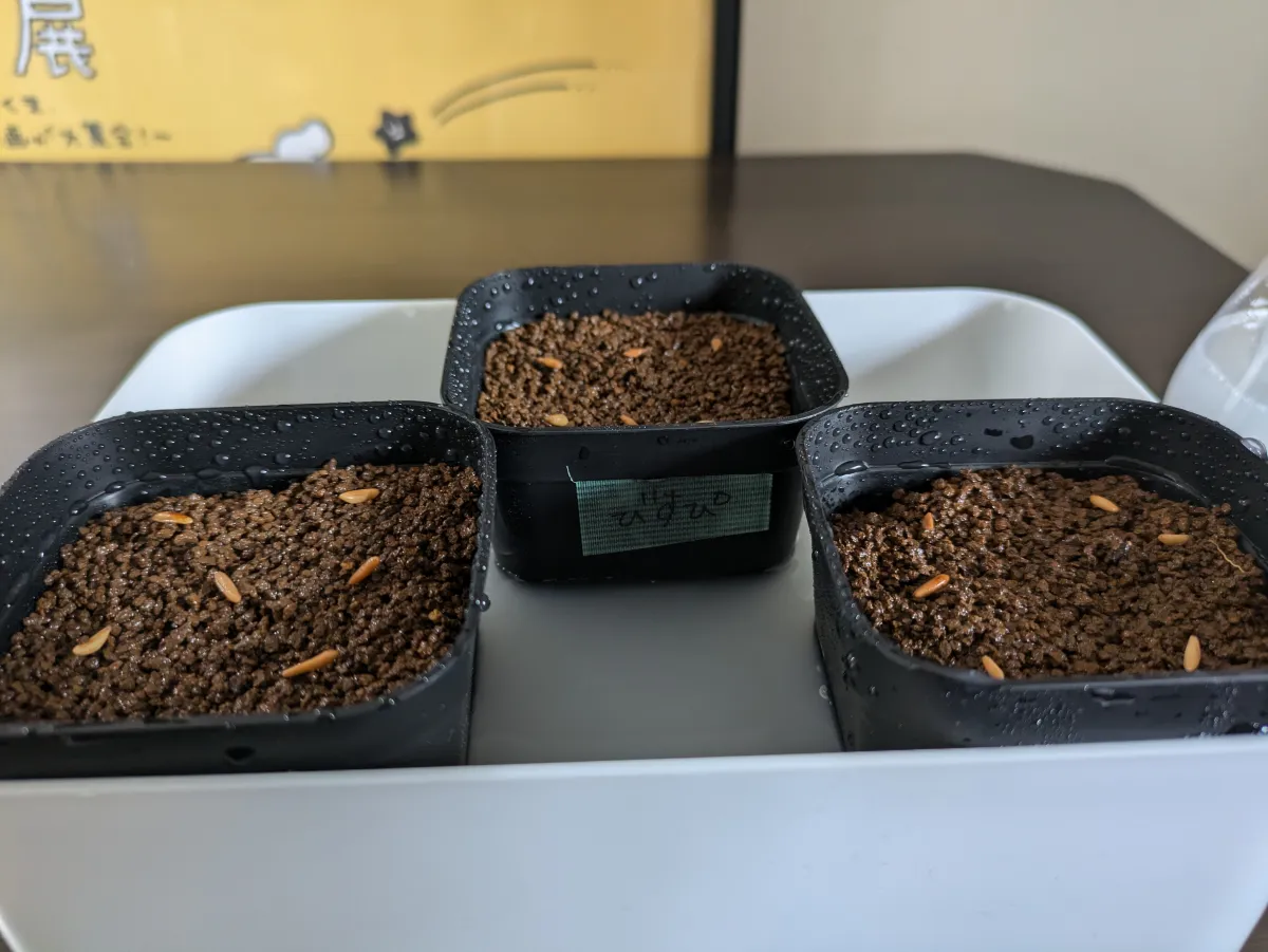 [無料種子] 発芽難 パキポディウム グラキリス　 Pachypodium rosulatum var. gracilius