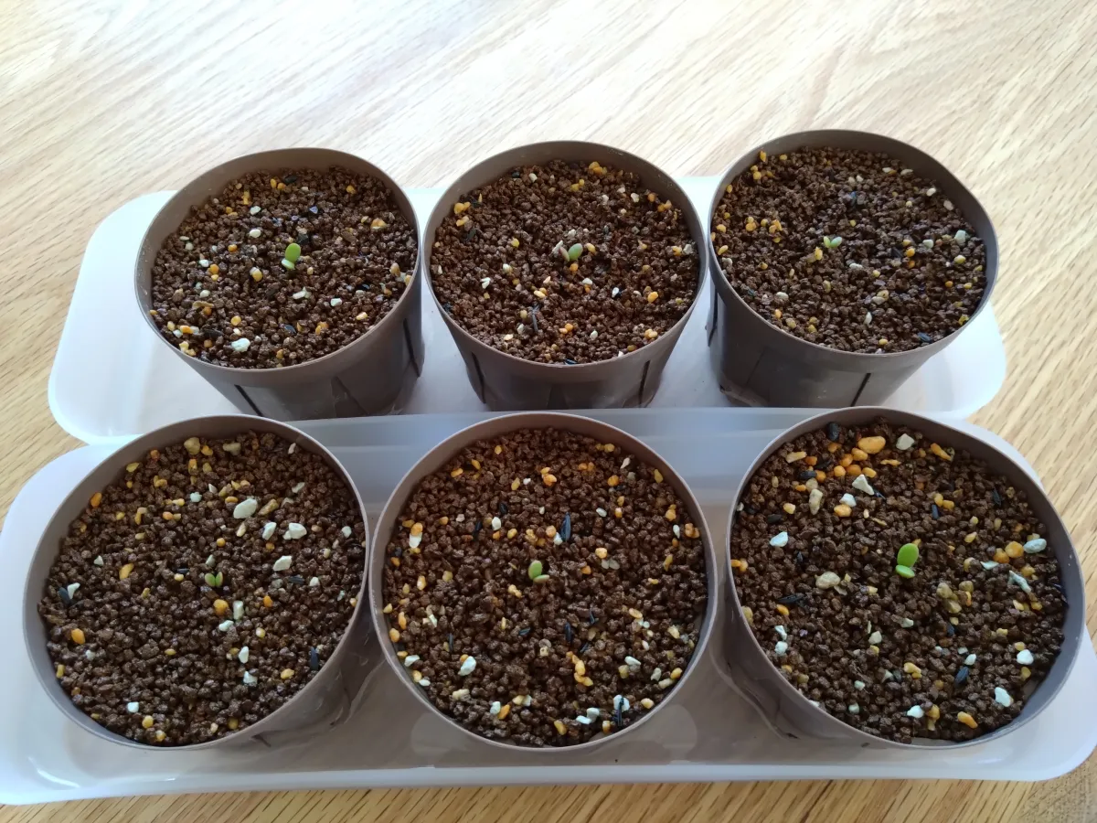 Ceraria pygmaea (ケラリア ピグマエア)