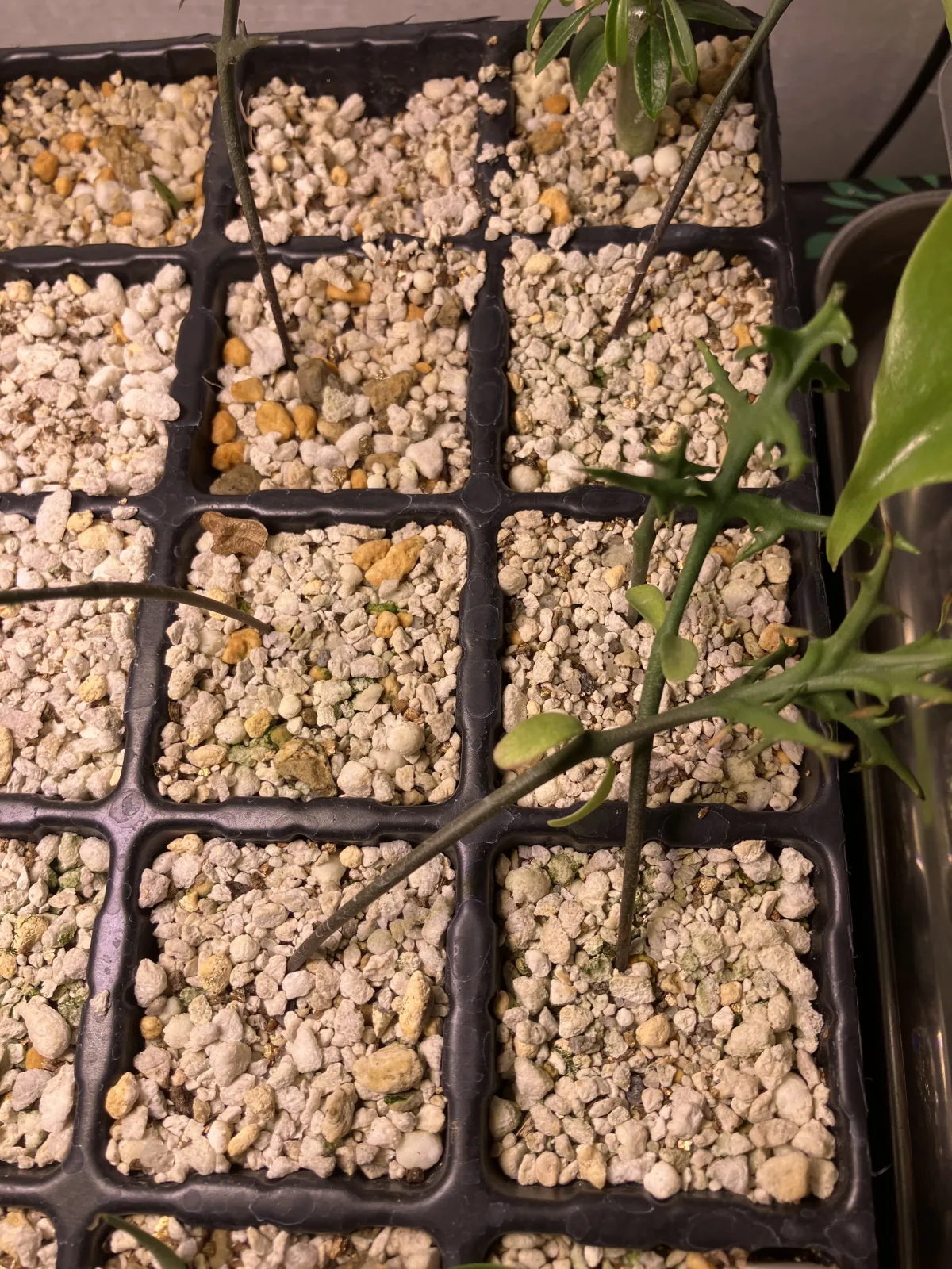 Euphorbia stenoclada subsp. stenoclada (ユーフォルビア ステノクラーダ)