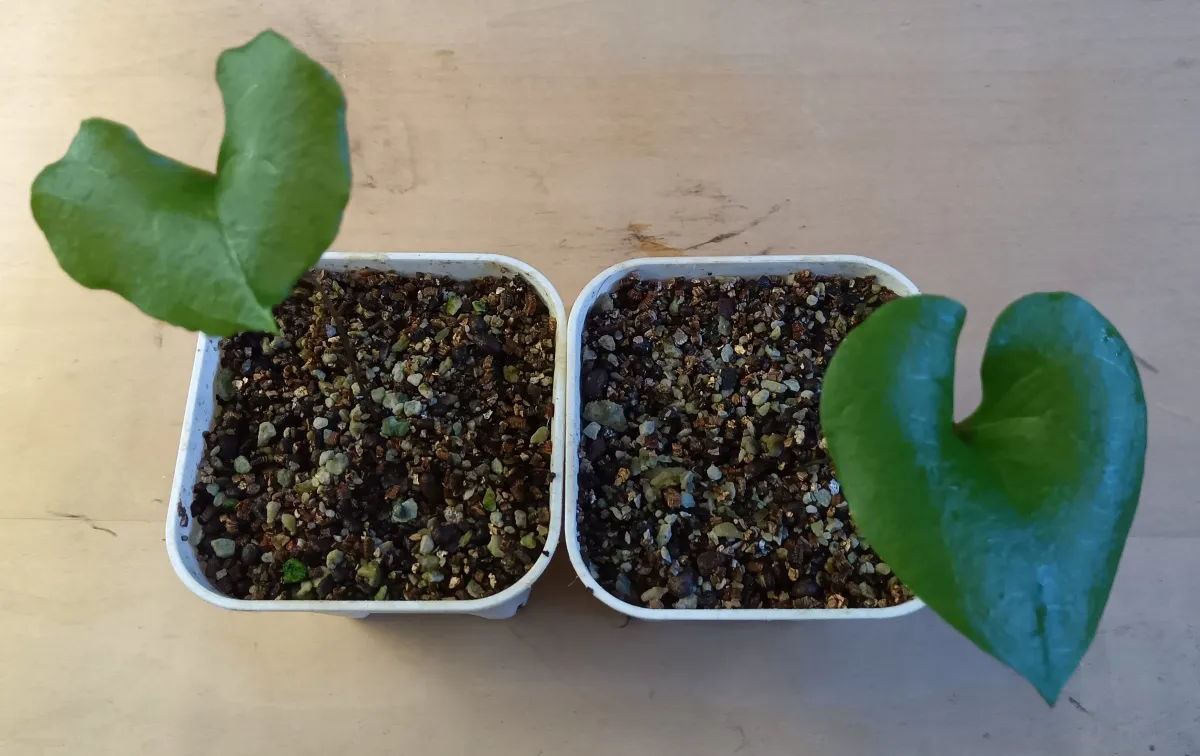 Dioscorea elephantipes (ディオスコレア エレファンティペス アフリカ亀甲竜)