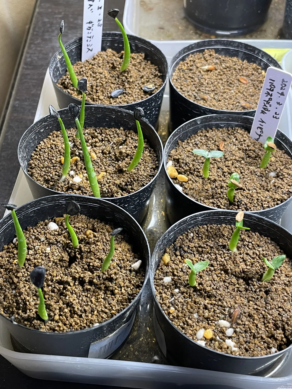 Pachypodium rosulatum var. inopinatum (パキポディウム イノピナツム)