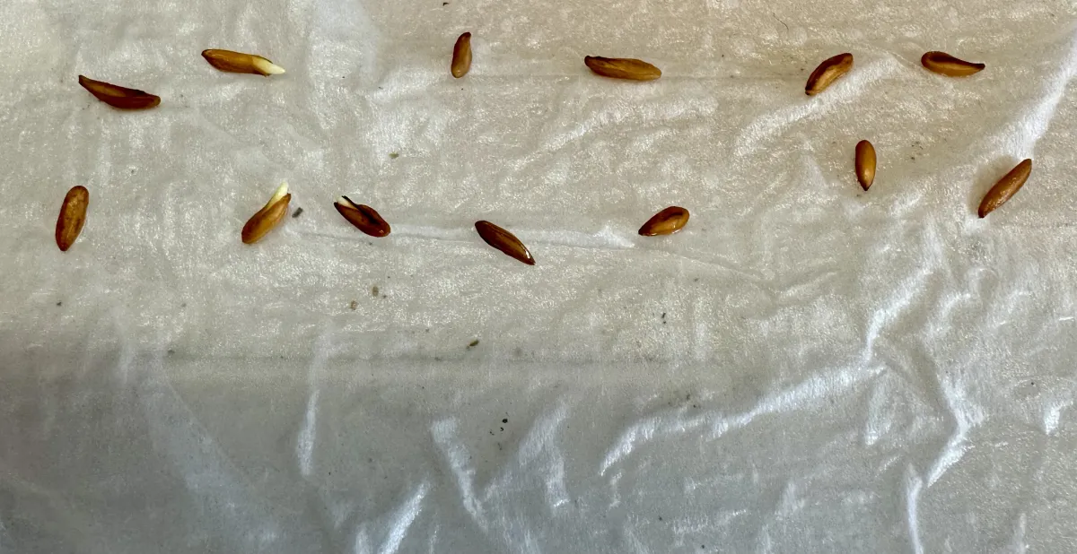 Pachypodium horombense (パキポディウム ホロンベンセ)