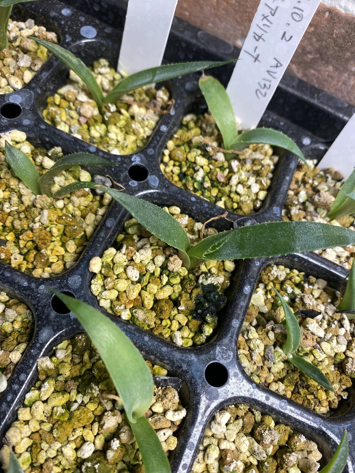 Agave americana ssp. protoamericana (アガベ プロトアメリカーナ)