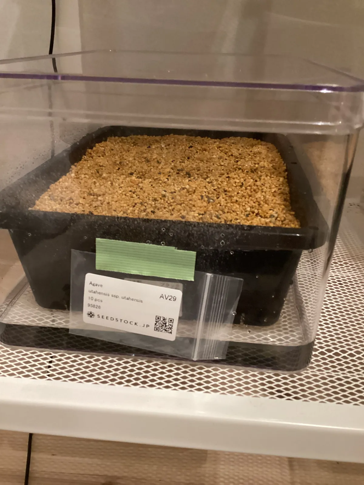 Agave utahensis ssp. utahensis (アガベ ユタエンシス)