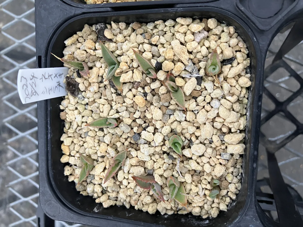 Agave parryi ssp. neomexicana 'Sierra Blanca' (アガベ ネオメキシカーナ シエラブランカ)