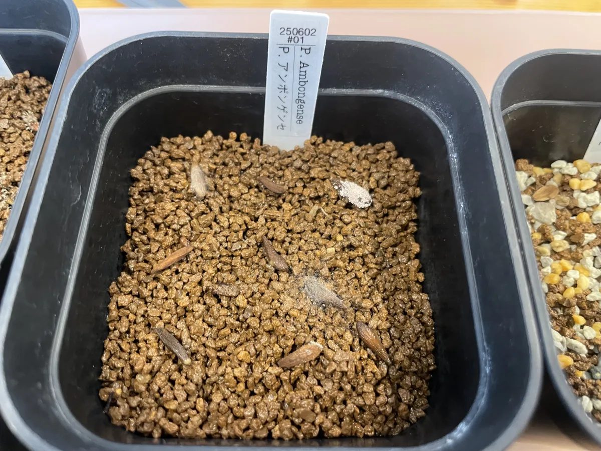 Pachypodium ambongense (パキポディウム アンボンゲンセ)