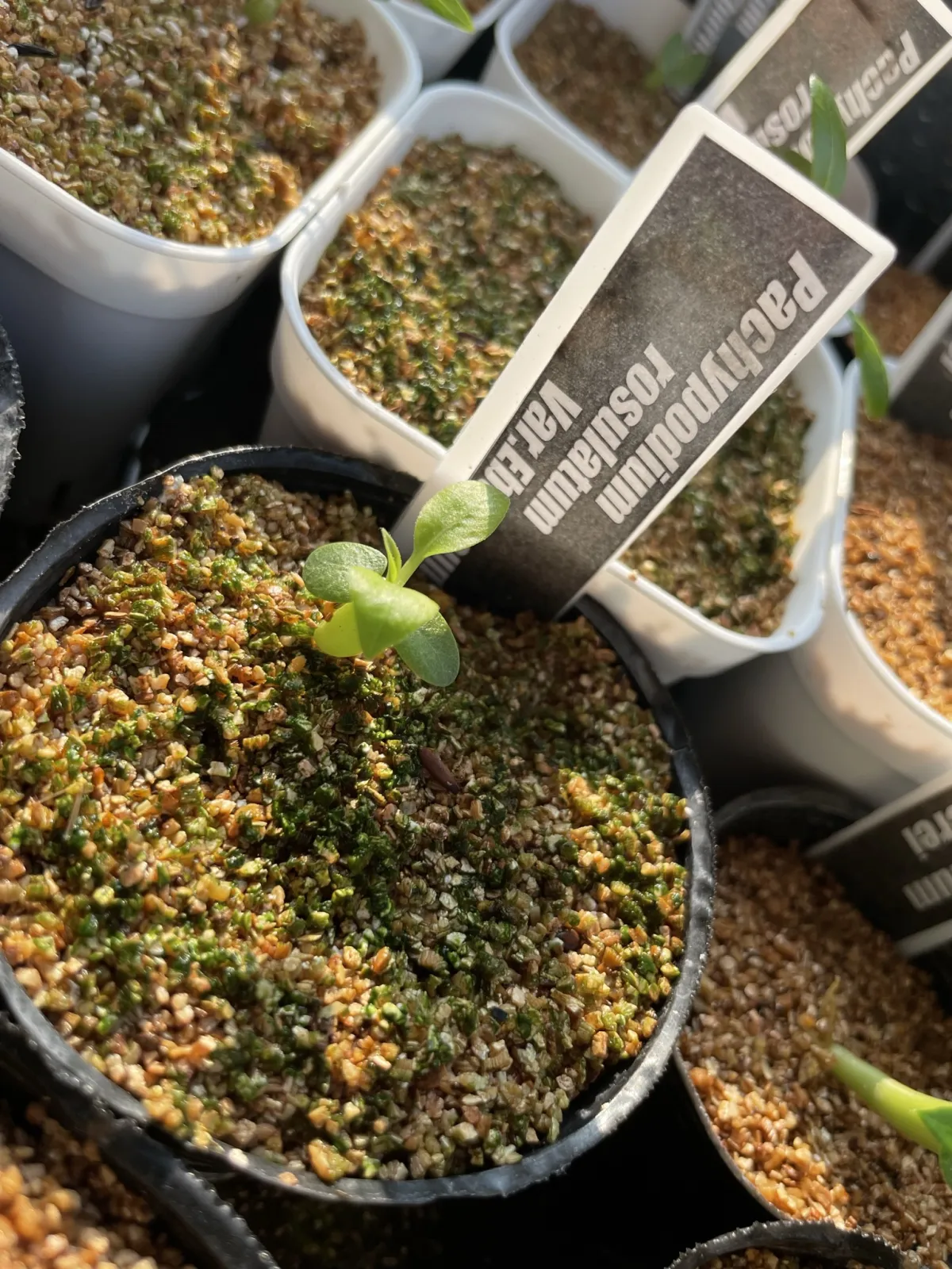 Pachypodium rosulatum var. eburneum (パキポディウム エブレネウム)