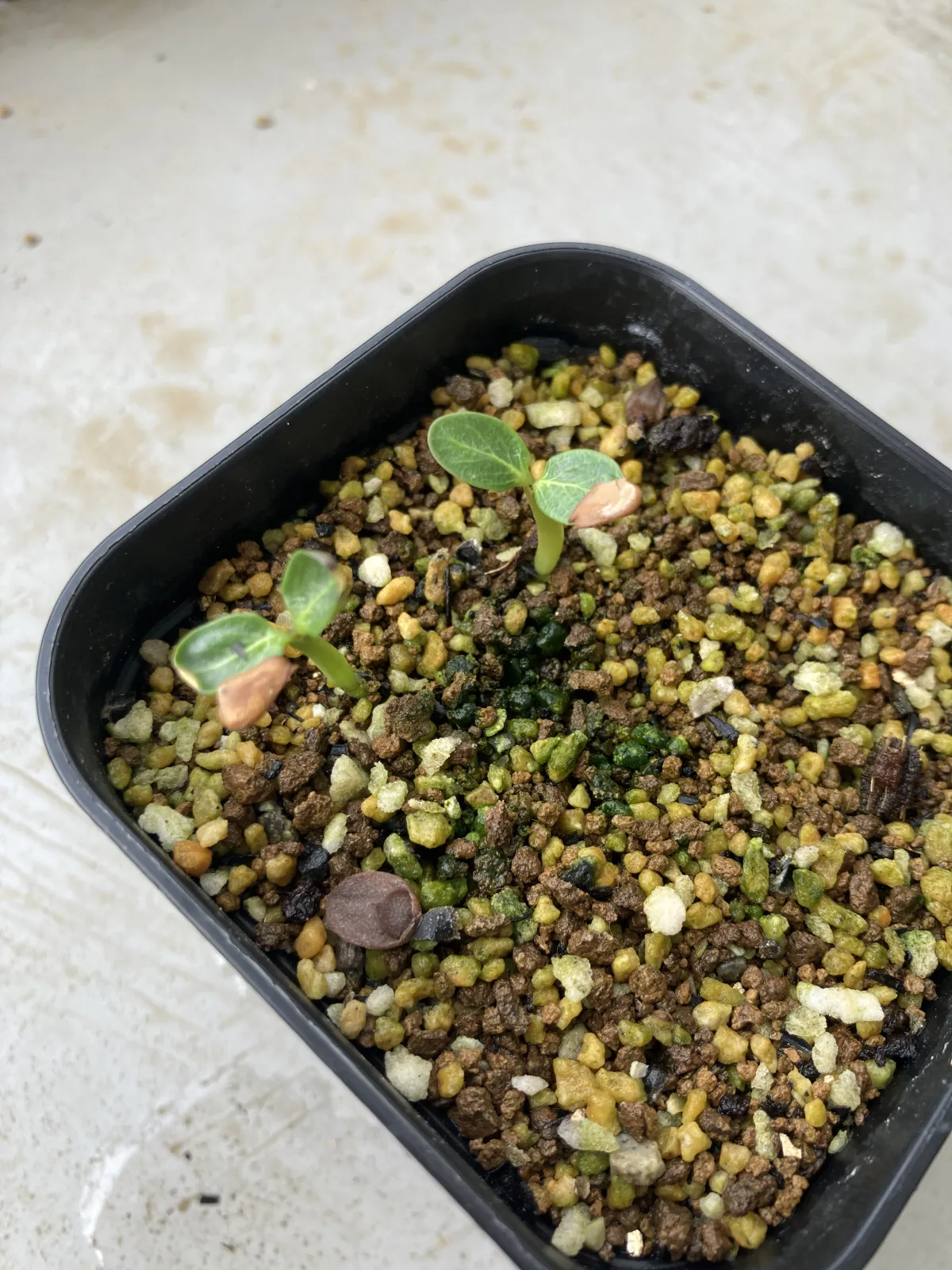 Pachypodium baronii (パキポディウム バロニー)